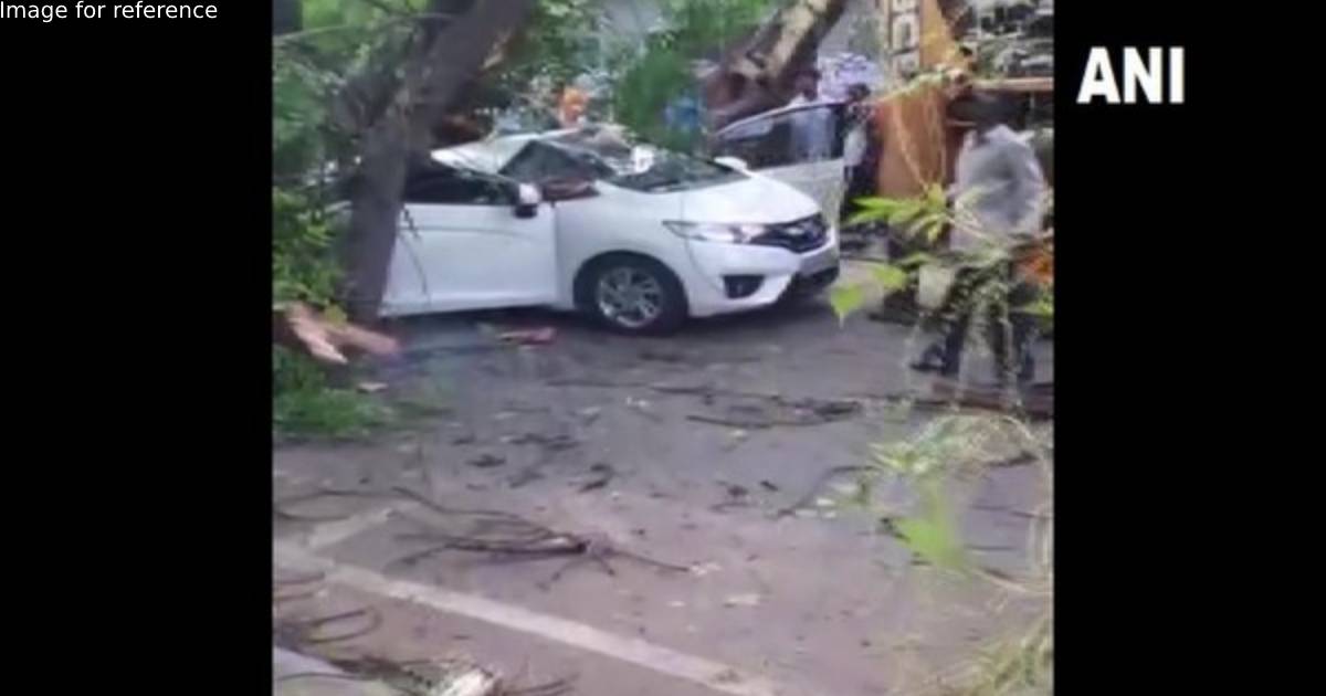 Woman dies after tree falls on her car in Chennai